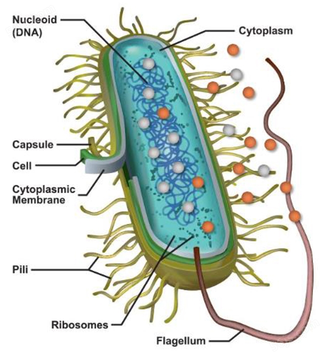 银离子进入细胞质后与细菌和病毒的DNA发生反应