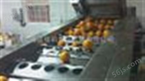 圆果滚筒分级机/橙子柠檬分选机/筛选机