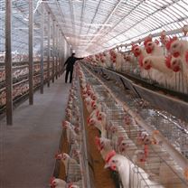 畜禽養殖智能監控系統