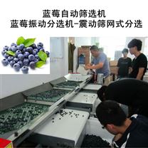 蓝莓震动筛选机，蓝莓自动选果机